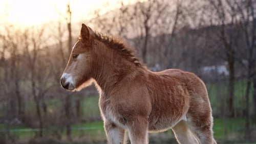 Curioso jovem potro recém-nascido olhando para a câmera no campo, bebê animal