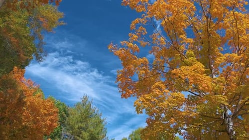 Colorful Woods with Yellow and Orange Canopies in Autumn Forest on Sunny Day Landscape of Wild
