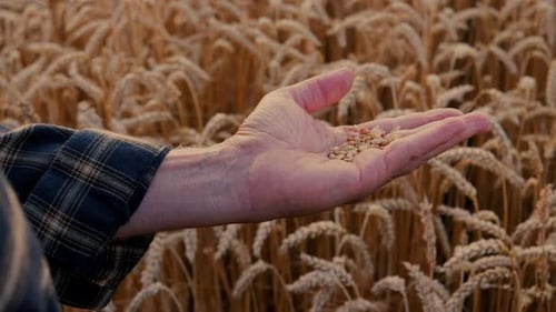 A close-up shot of an older man's hand touching and selecting grains of wheat in a field.