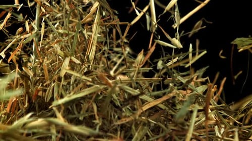 Hay Flies and Falls on a Black Background Filmed on a Highspeed Camera at 1000 Fps