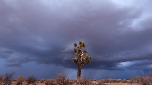 Dark and menacing rainstorm in the Mojave Desert with a Joshua tree in the foreground - time lapse