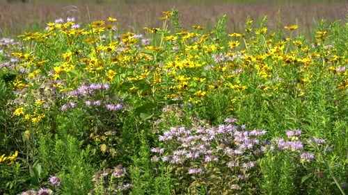Ein Stück Wildblumen auf einer Wiese, das im Wind weht und in dem einige Bienen herumfliegen.