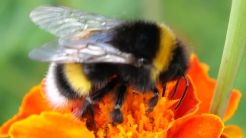 Bumblebee Pollinating Orange Flower in Close Up