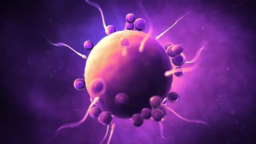 Microscopic Sperm Cells Fertilizing Ovum Scientific Animation