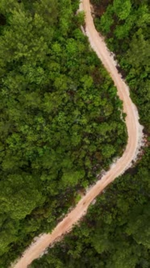 Vertical Video Aerial Journey Through a Refreshed Green Forest Cinematic Delight for Adventure
