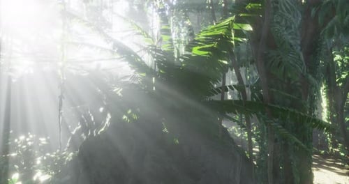 Lush Greenery Illuminated By Sunlight in a Serene Tropical Forest