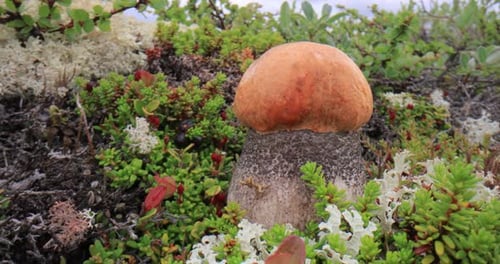 Beautiful boletus edulis mushroom in arctic tundra moss. White mushroom in Beautiful Nature Norway