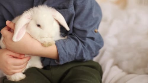 Gentle Child Holding Cute White Rabbit