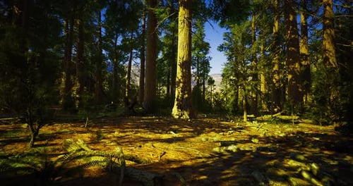Sunlight Filters Through Tall Trees in a Serene Forest Setting at Dawn