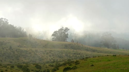 Mysterious fog enshrouds the forest hills landscape in a beautiful summer scene