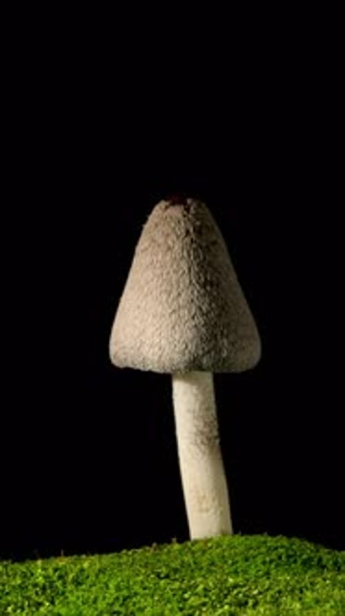 Mushroom Grows On Moss Against Black Background