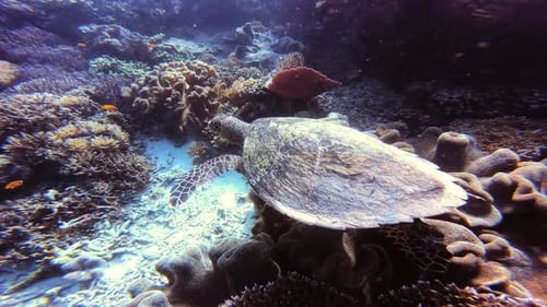 4k video footage of a solitary turtle swimming along a coral reef on it's own in the ocean