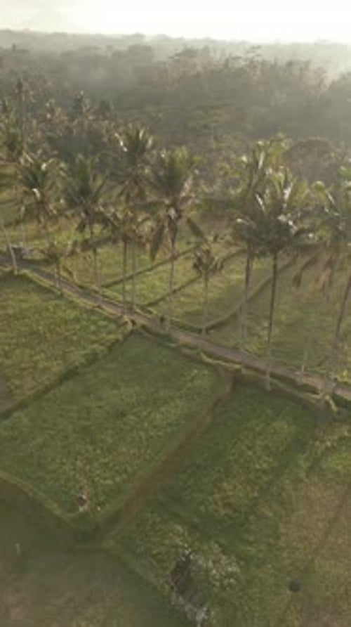 Aerial video of green unripe rice fields and palm trees in the countryside. Indonesia