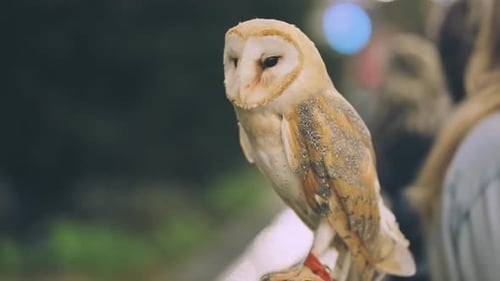 An Owl on a City Street in the Evening Waiting for Tourists