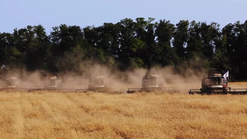 Harvest Season Harvesting Machinery in the Field Grain Harvesters at Work in Slow Motion Video