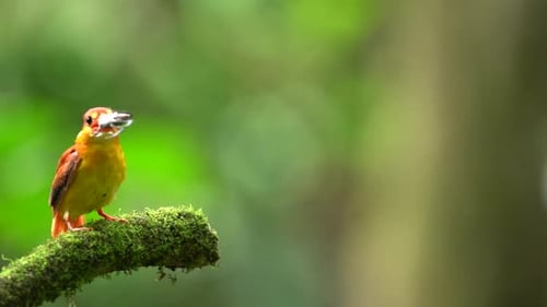 Rufous-backed kingfisher or Ceyx rufidorsa. colorful bird spying on its prey on dry branch,Common Ki