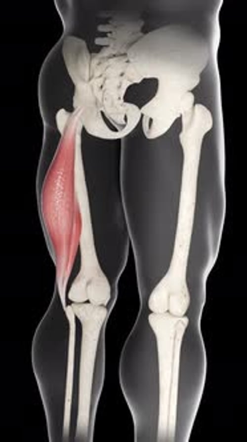 Biceps Femoris Muscle Movement Back View Vertical Video