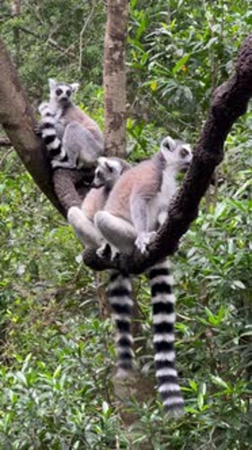 Des lémuriens à queue annelée dans un arbre.