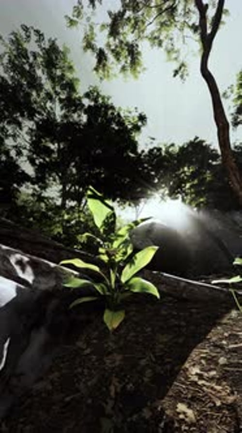 Small Plant Growing Out of Ground