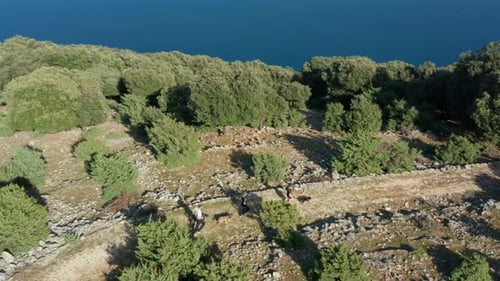 People running with dogs on coastal path, 4K aerial tracking footage