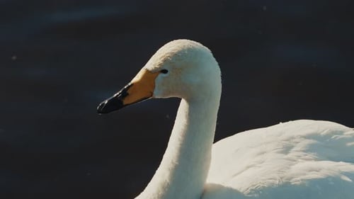 Elegant White Swan Close Up in Natural Setting