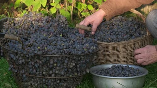Manual grape separation at a winery. Viticulture