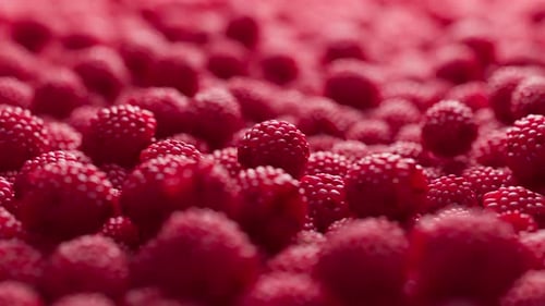 Vibrant Red Raspberry Field Motion Background