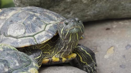 Vue rapprochée d'une tortue à oreilles rouges (Trachemys scripta elegans) aux États-Unis.