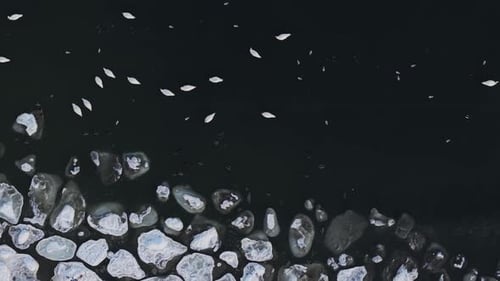 Aerial view of ice floes and birds, Poland.