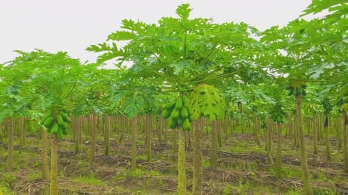 young papaya tree