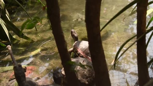 Schöne kleine Schildkröte, die in einem kleinen Wasserteich im Zoopark schwimmt und sich anderen Schildkröten nähert