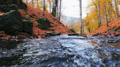 Autumn Forest River