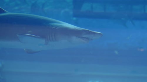 Great Shark Swimming in an Aquarium in Dubai Mall, United Arab Emirates