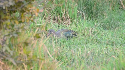 Hadada ibis feeding in grass
