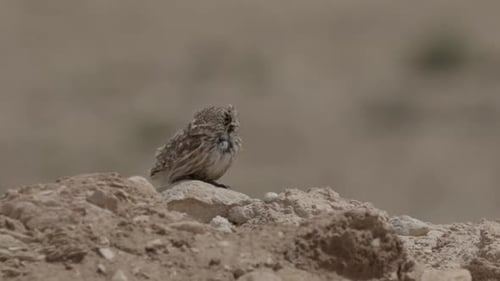 Kleine Eule an windigen Tagen, Nitsana, Negev-Wüste, Israel