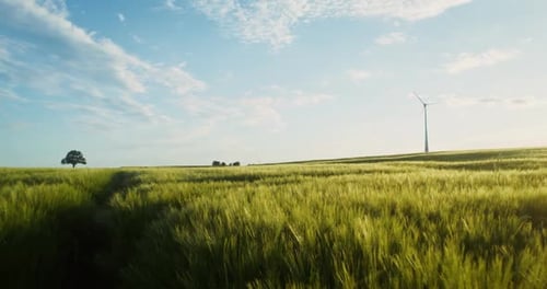 Éolienne durable dressée au-dessus d'un vaste champ de blé doré