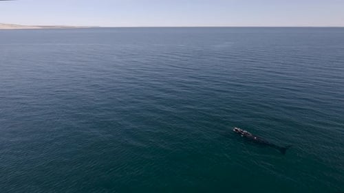 Whales swimming peacefully towards the vast horizon - Aerial Wide Shot