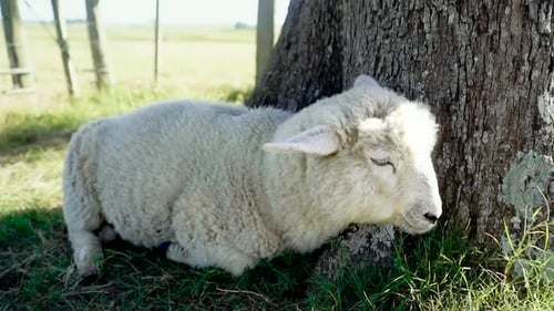 Moutons couchés, mâchant et ruminant