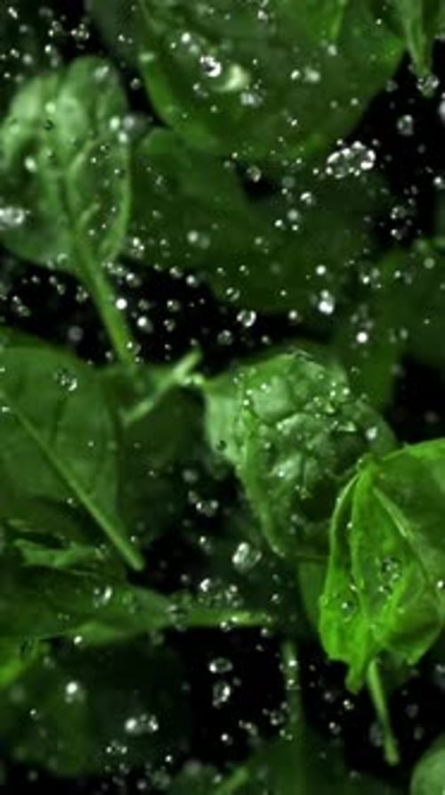 Spinach Leaves Fly Up and Fall Down Filmed on a Highspeed Camera at 1000 Fps