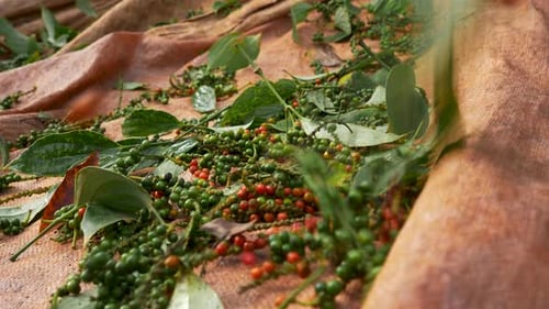 Close up of organic peppercorn farming background with no people, fresh pepper being harvested