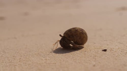 Hermit Crab Walking Slowly On The Beach