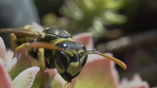 Extreme Close Up of Wasp Head and Antennae on Succulent Plant