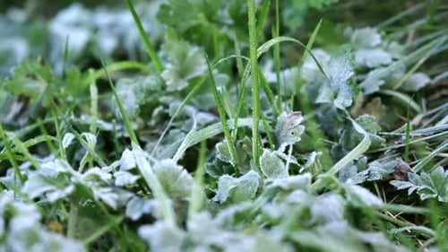 Dolly shot moving over a crisp morning frost on the ground with grass and leaves of clover.