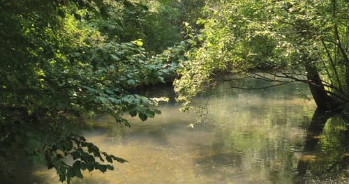 Schöne Aussicht auf den See, in der Nähe von üppigen grünen Bäumen, Wildtiere im Park, im Wald, ein Panorama
