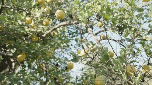 Lemon Orchard, Numerous Fruits under the Bright Sun and Blue Sky. Overview of the Tree.