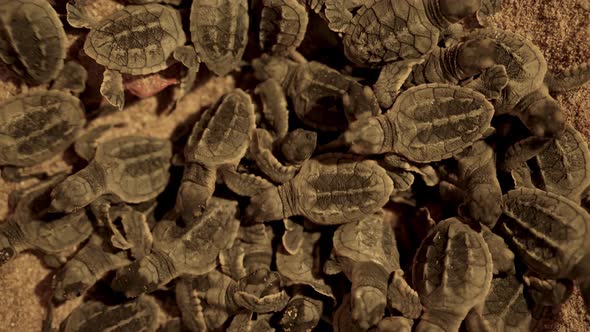 Baby sea turtle hawksbill species out egg sand beach night black ...