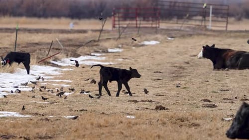 Calf Trots Through Field with Cattle and Birds