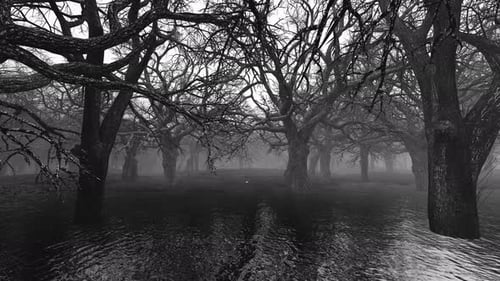 Halloween Night Forest