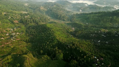 Morning Bathes Ceylon Mountain Tea Plantations in Warm Glow Terraced Fields Stretch Across Hills