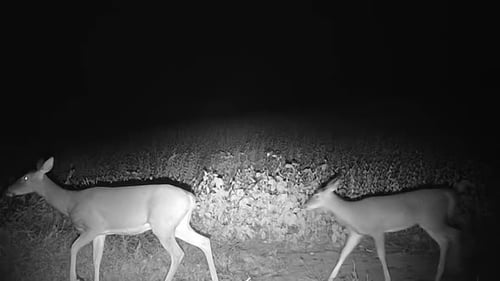Un cerf de Virginie, une biche et un jeune d'un an marchant à la lisière d'un champ de soja après la tombée de la nuit à la fin de l'automne